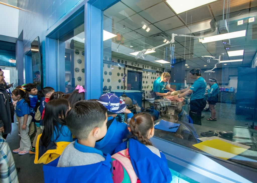 Grupo de niños observando un procedimiento veterinario en Sea Turtle Inc