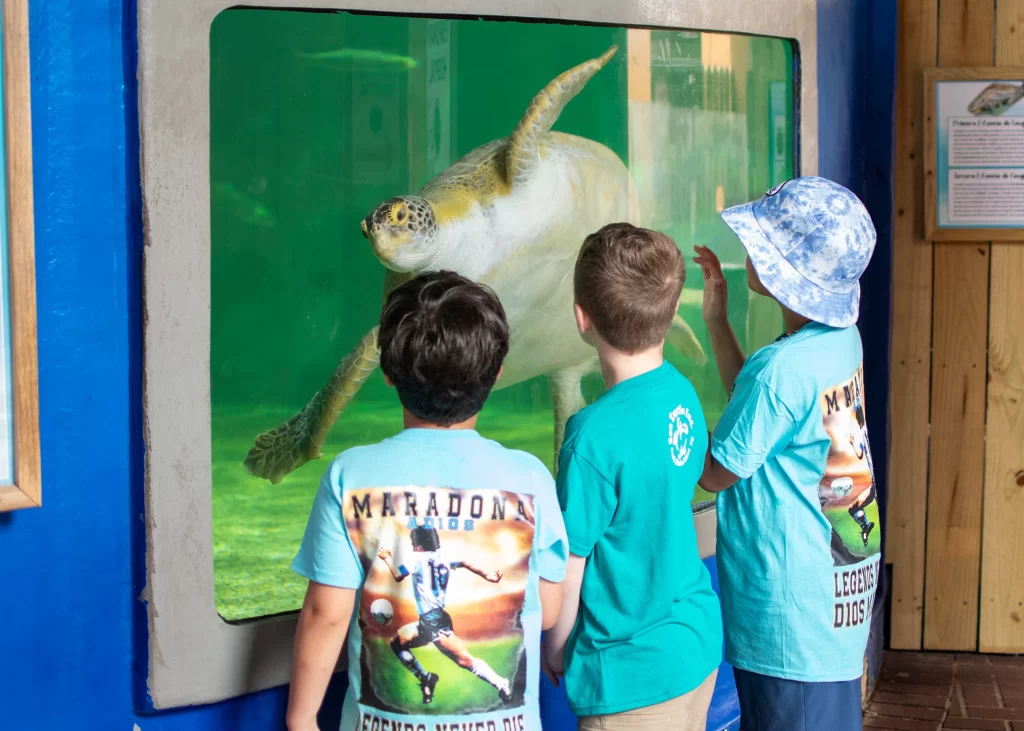 Niños observan una tortuga marina en exhibición acuática