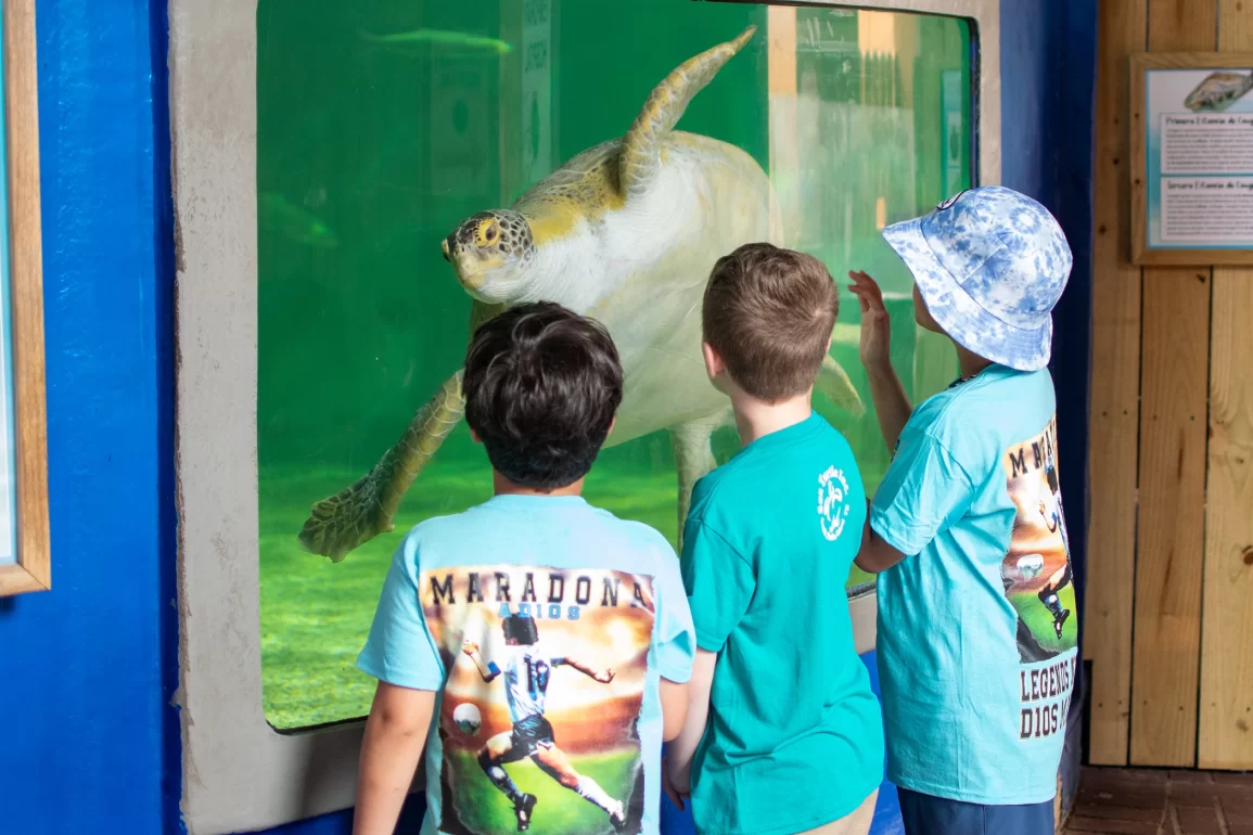 Niños observan una tortuga marina en exhibición acuática