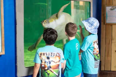 Niños observan una tortuga marina en exhibición acuática