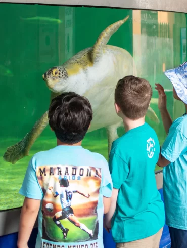 Niños observan una tortuga marina en exhibición acuática