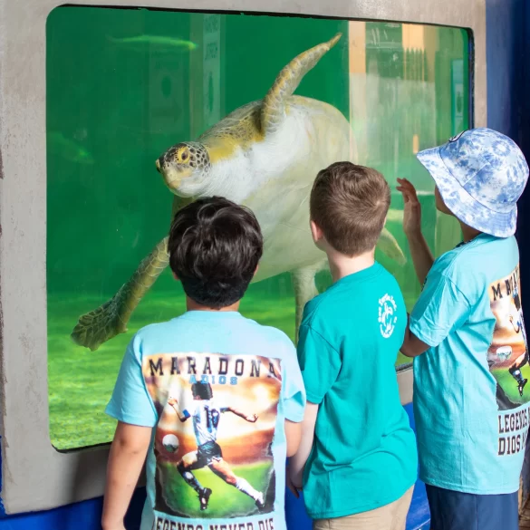 Niños observan una tortuga marina en exhibición acuática
